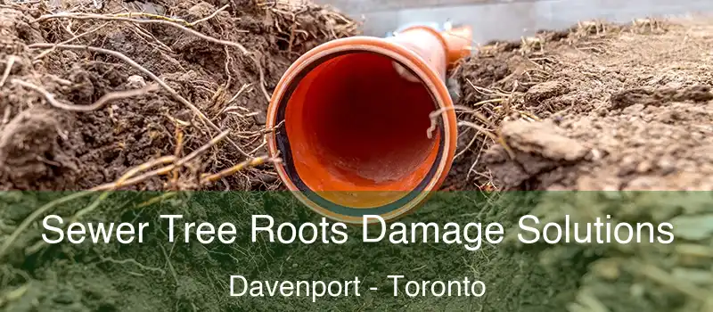  Sewer Tree Roots Damage Solutions Davenport - Toronto